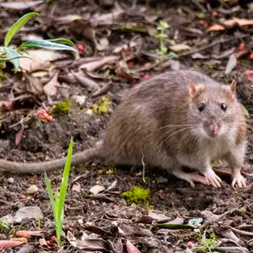 desinpragas-gal-ratos6