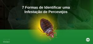 7 formas identificar percevejos (807 x 382 px)