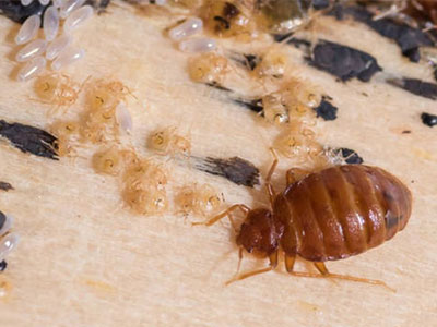 7-sinais-de-infestacao-de-percevejos